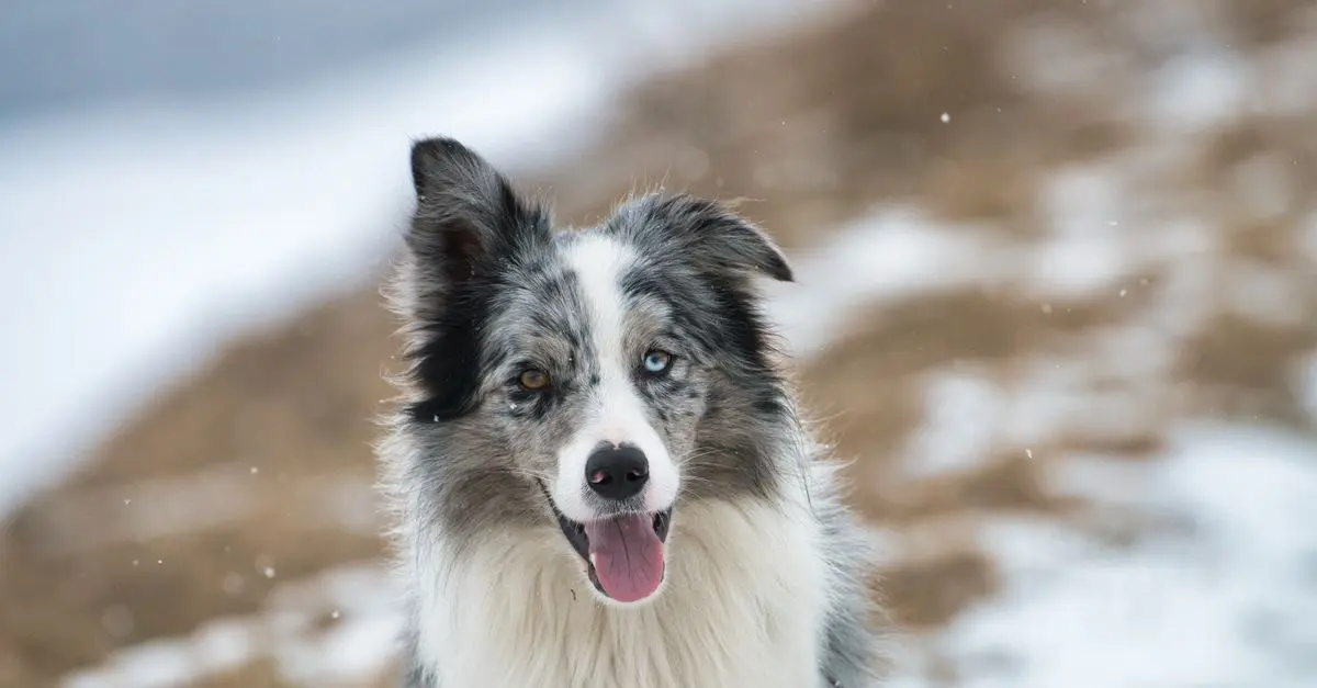 Guide d'achat : Croquettes pour chiens